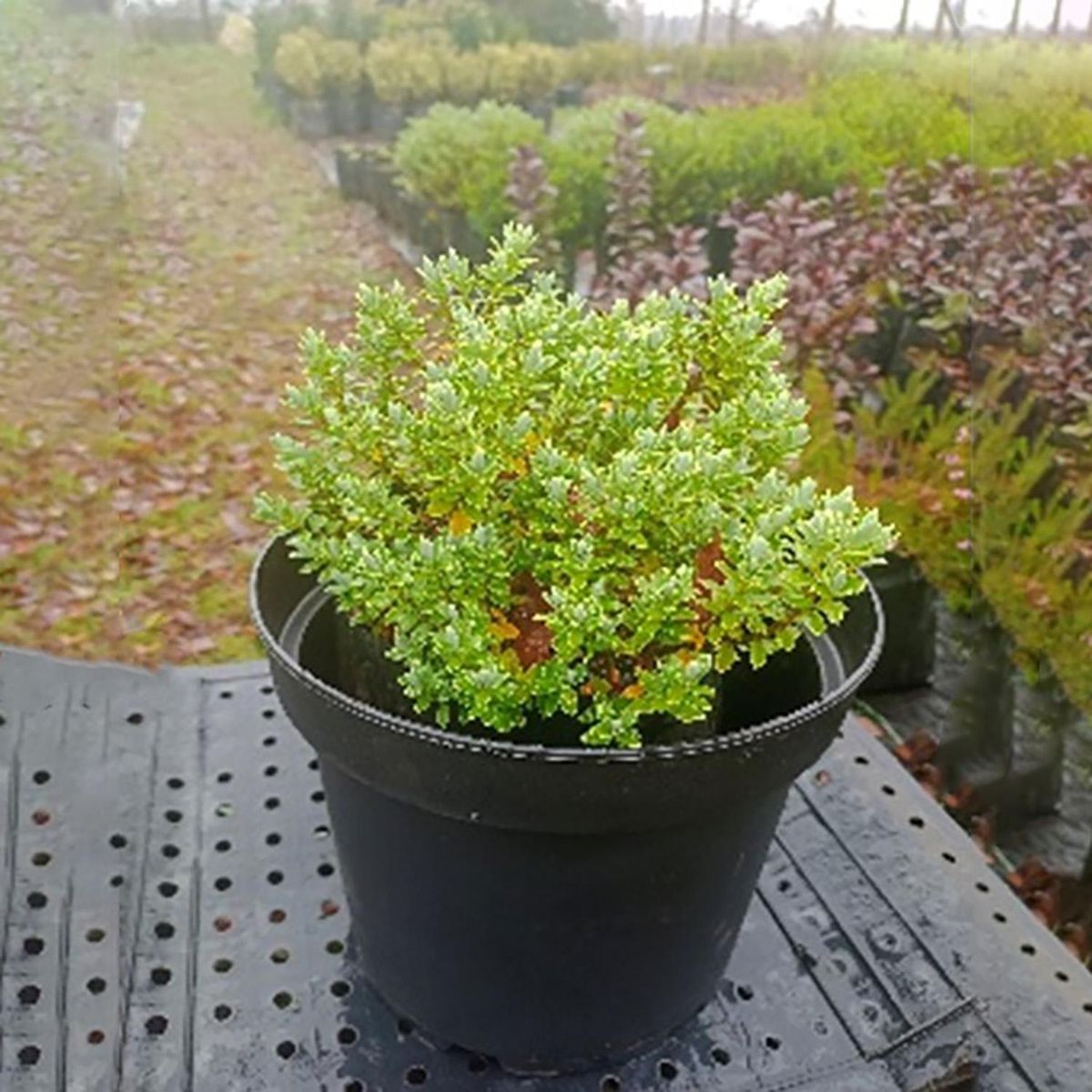 GENERICO - Arbusto Verónica Gris Natural 20 cm