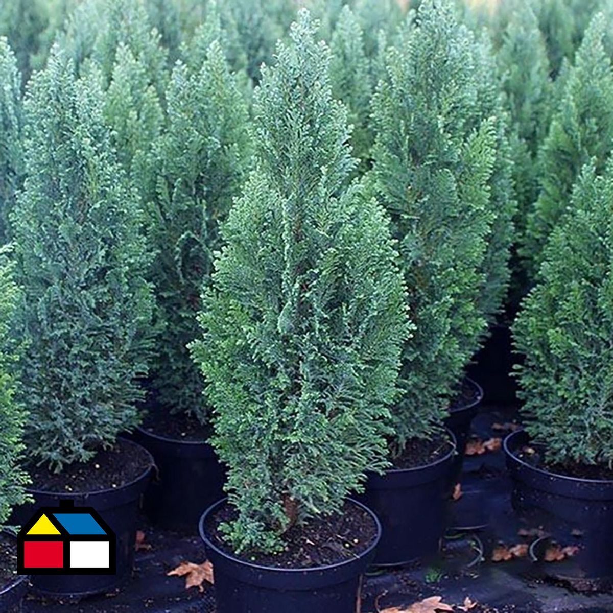 GENERICO - Pino Ellwoodii Natural 60 cm