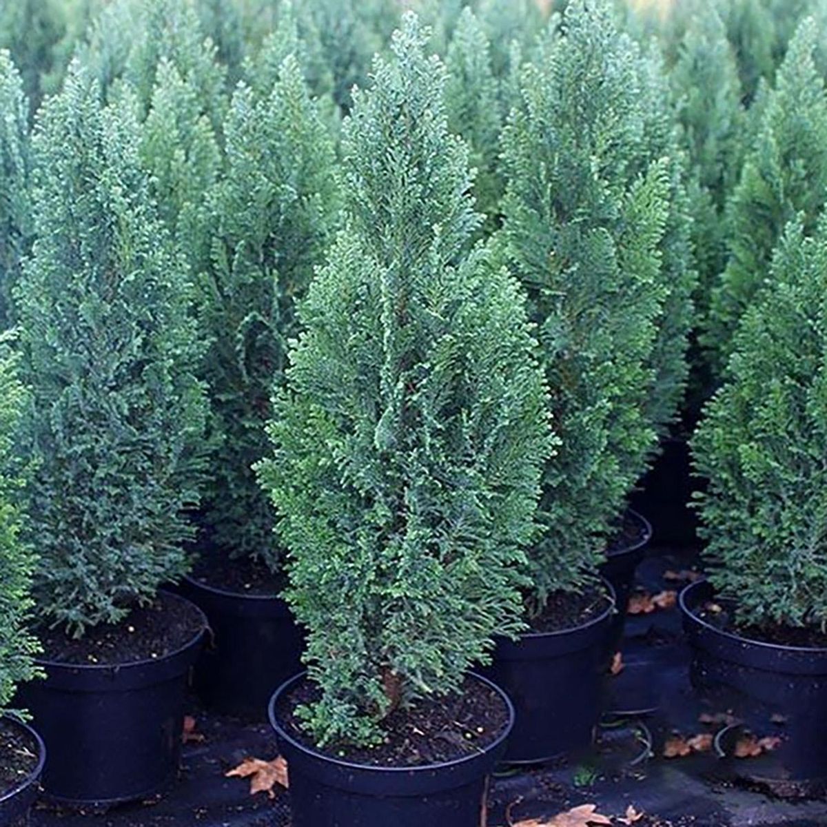 GENERICO - Pino Ellwoodii Natural 60 cm