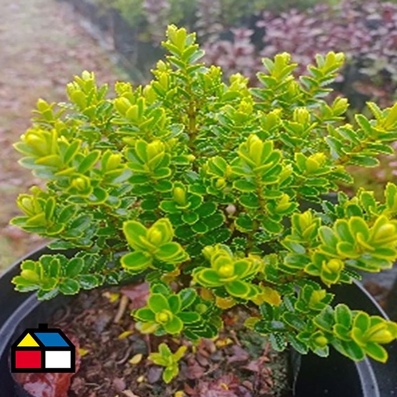  - Arbusto Verónica Verde Natural 20 cm