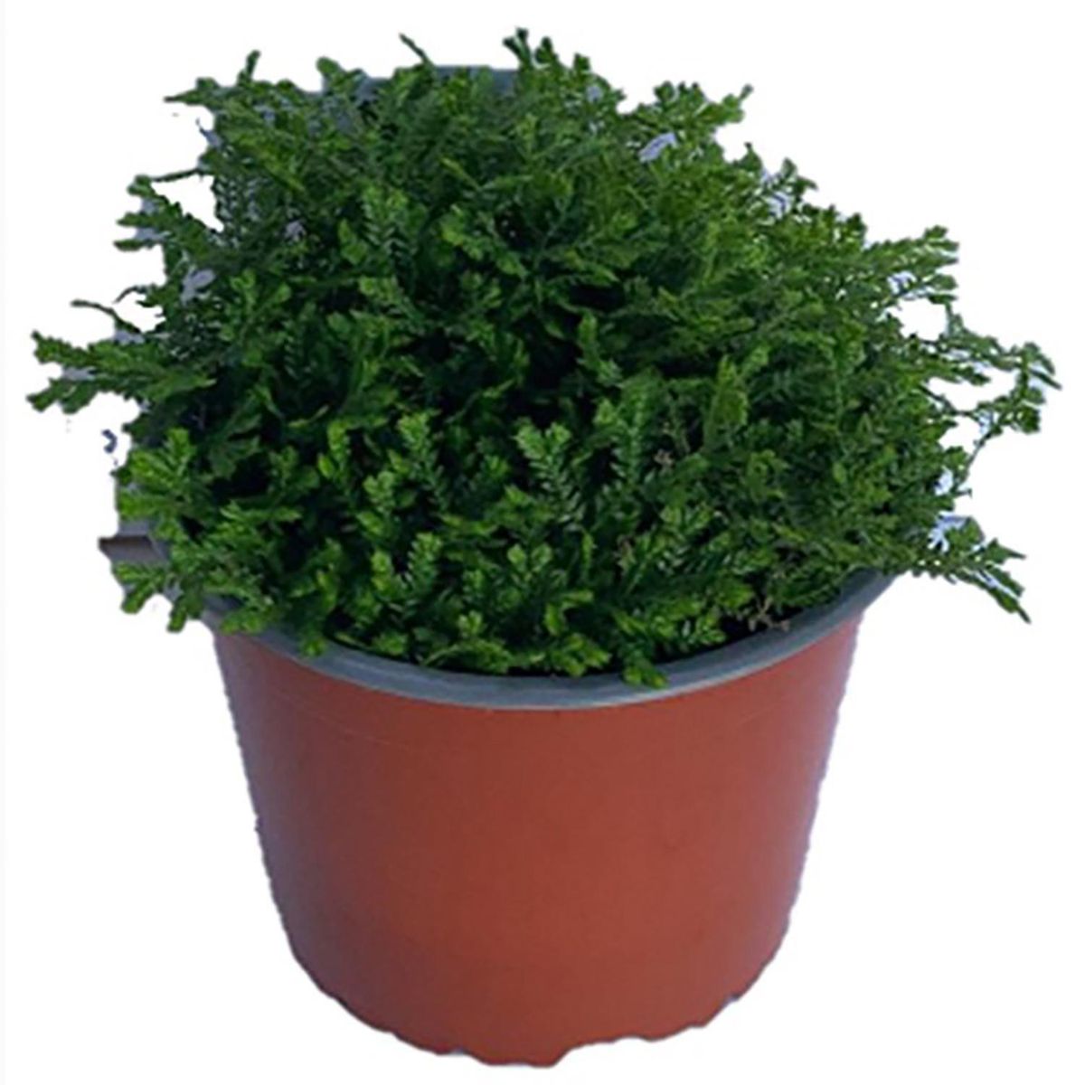 LAS BANDURRIAS - Selaginella Kraussiana 5 cm Natural CT12