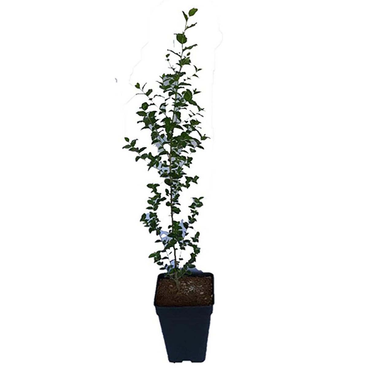 LAS BANDURRIAS - Planta Quillay Natural 70 cm