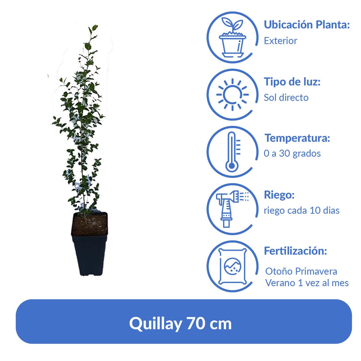 LAS BANDURRIAS - Planta Quillay Natural 70 cm
