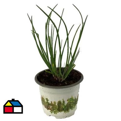 Ciboulette 10 cm CT10