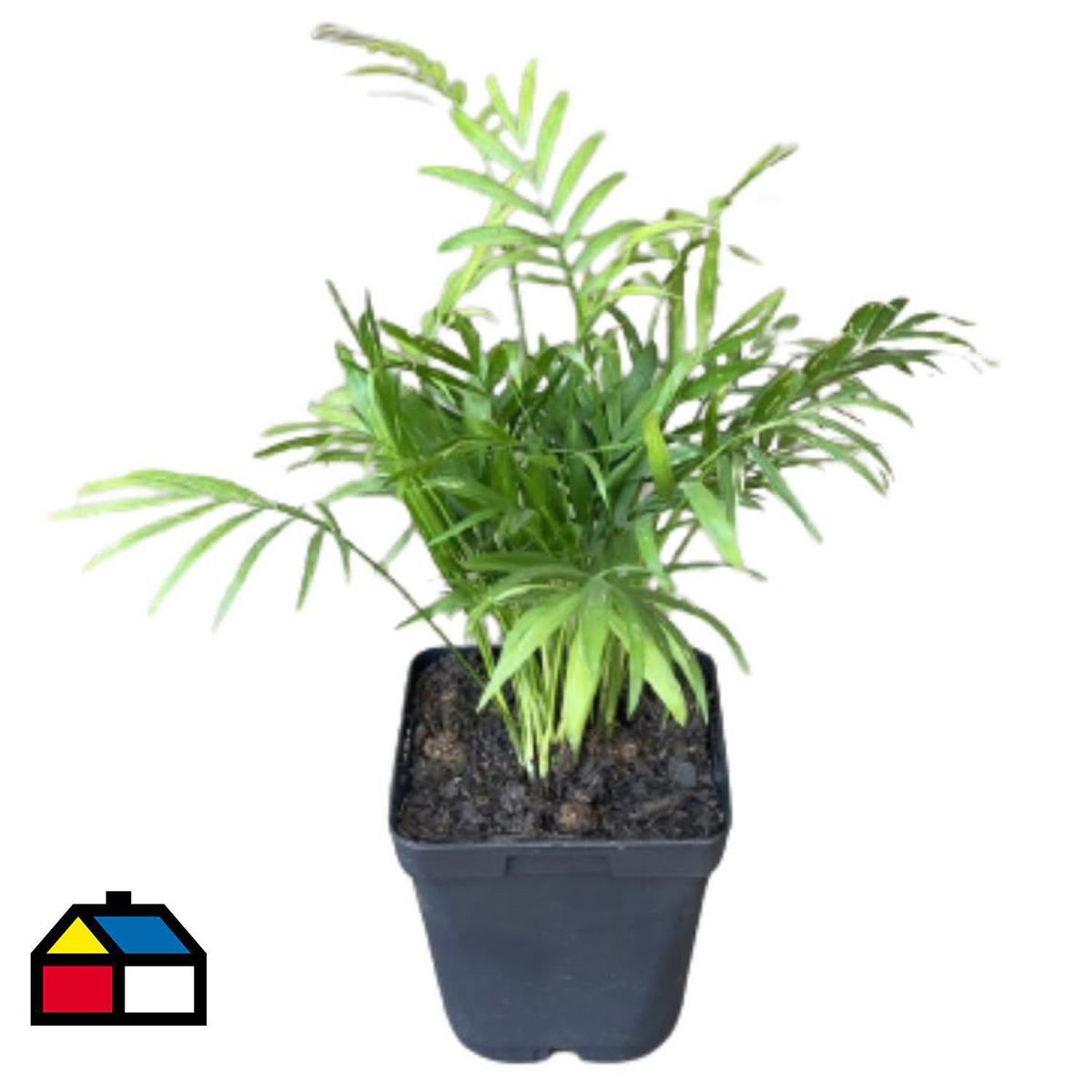 LAS BANDURRIAS - Chamaedorea Elegans 15 cm Natural CT13