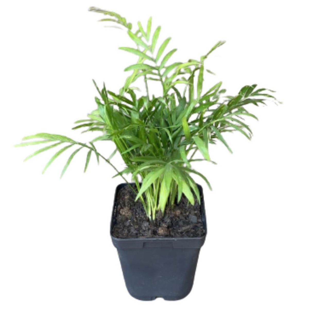 LAS BANDURRIAS - Chamaedorea Elegans 15 cm Natural CT13