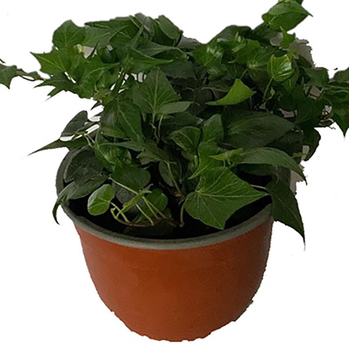 LAS BANDURRIAS - Hedera Bolo 15 cm Natural CT20