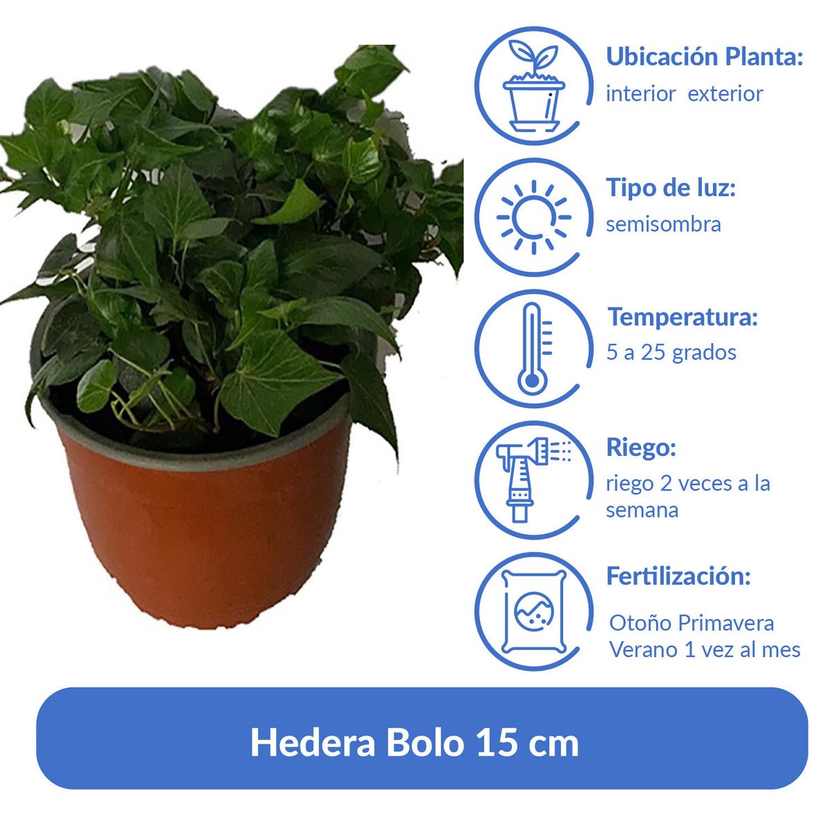 LAS BANDURRIAS - Hedera Bolo 15 cm Natural CT20