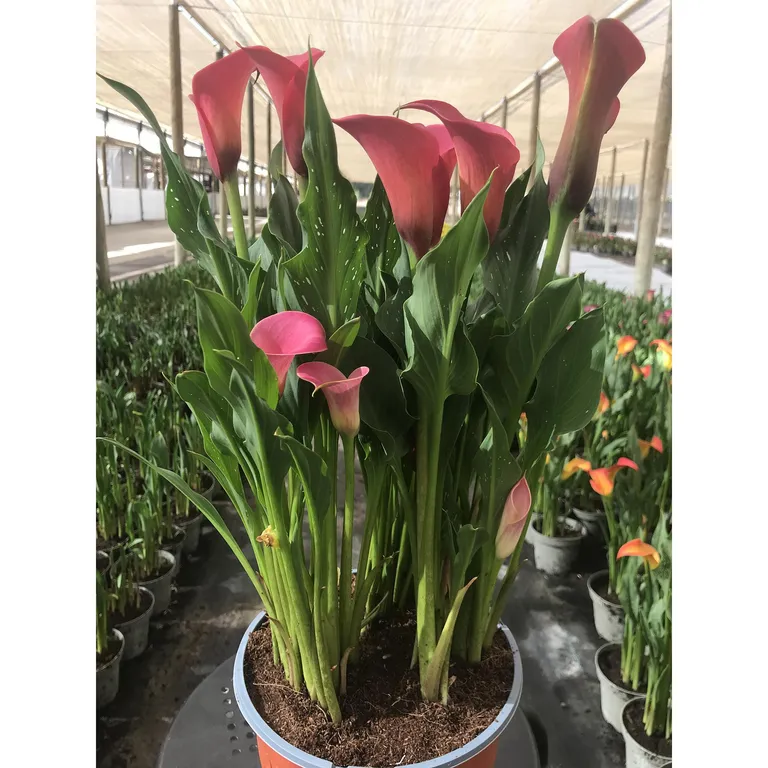 Cala x 3 30 cm Natural CT19