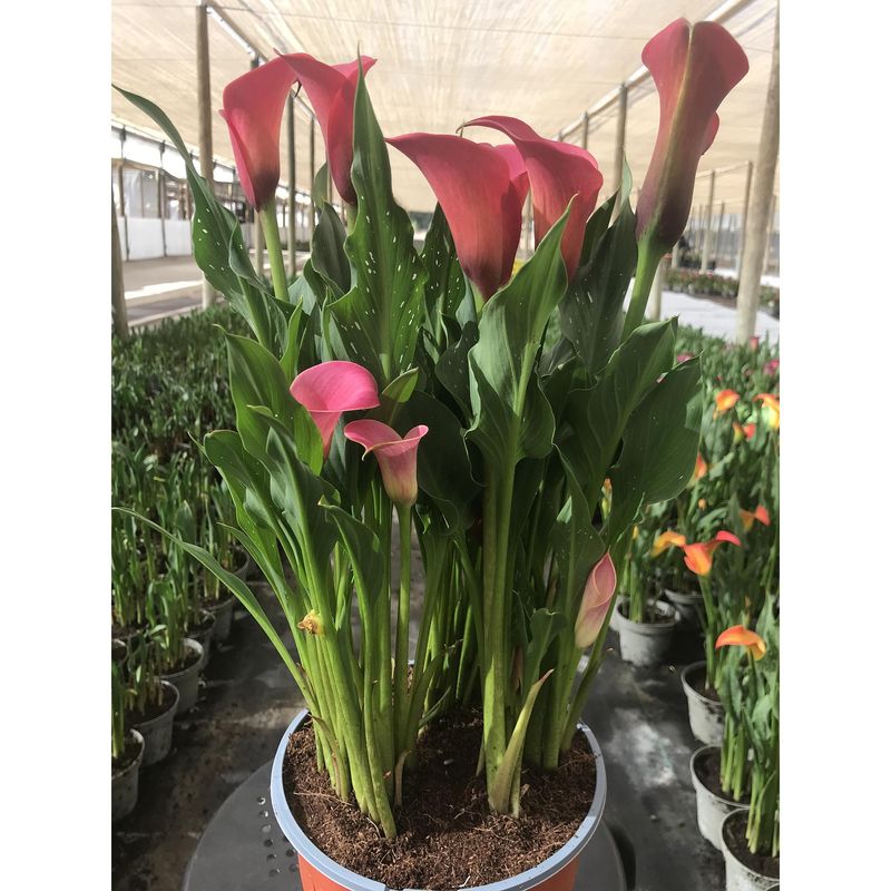  - Cala x 3 30 cm Natural CT19