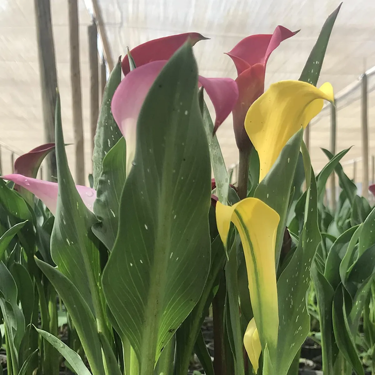 GENERICO - Cala x 3 30 cm Natural CT19