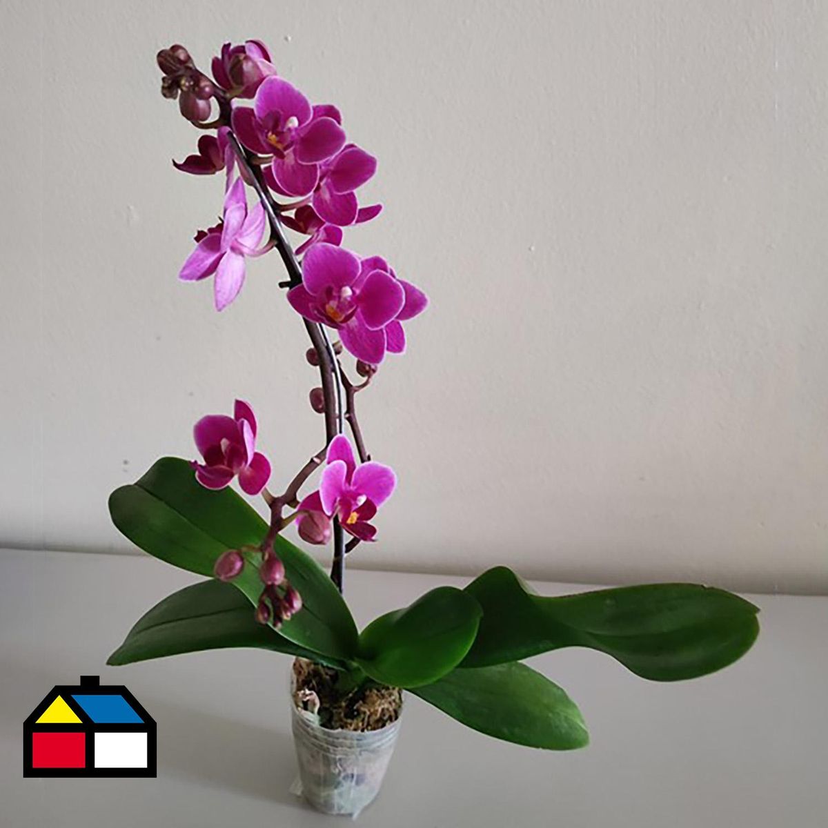 ORQUIDEA ORIENTAL - Orquidea Phala Mini 15 cm Natural CT5