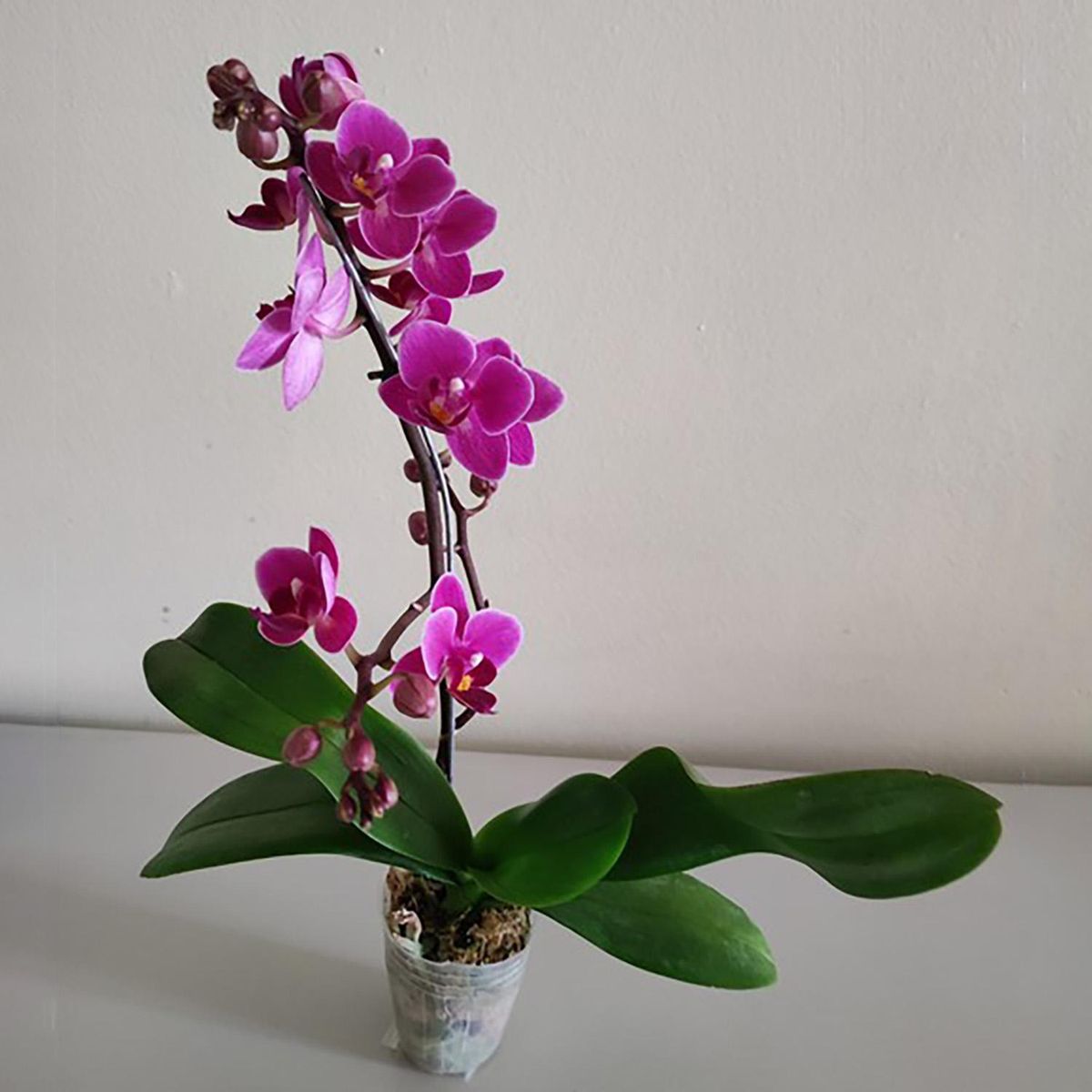ORQUIDEA ORIENTAL - Orquidea Phala Mini 15 cm Natural CT5