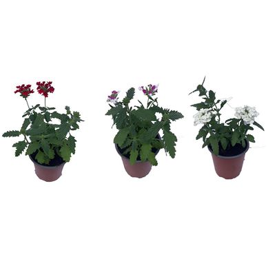 Verbena 10 cm Natural CT12