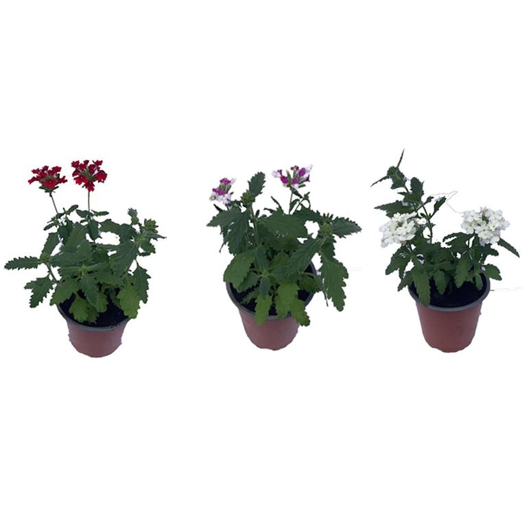 Verbena 10 cm Natural CT12