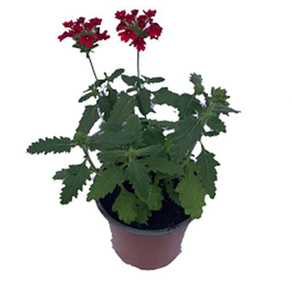 LAS BANDURRIAS - Verbena 10 cm Natural CT12