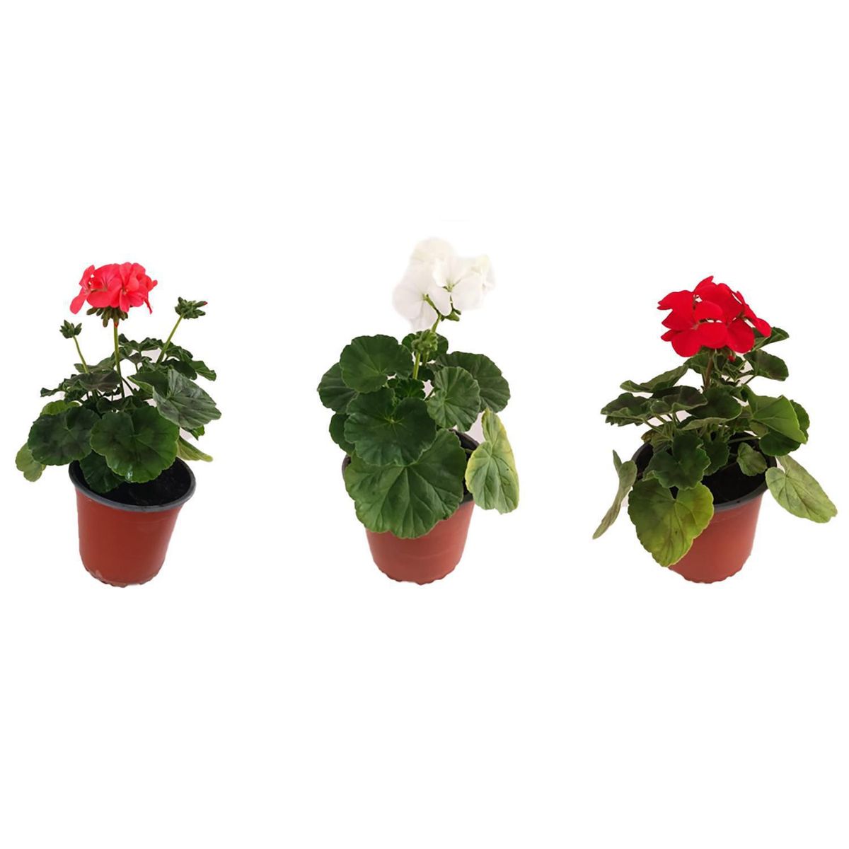 LAS BANDURRIAS - Geranio 20 cm Natural CT14