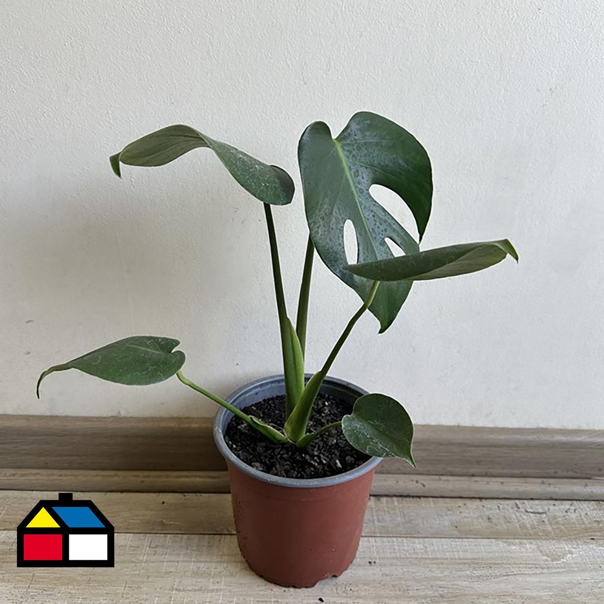 GENERICO - Monstera Deliciosa 25 cm Natural CT15