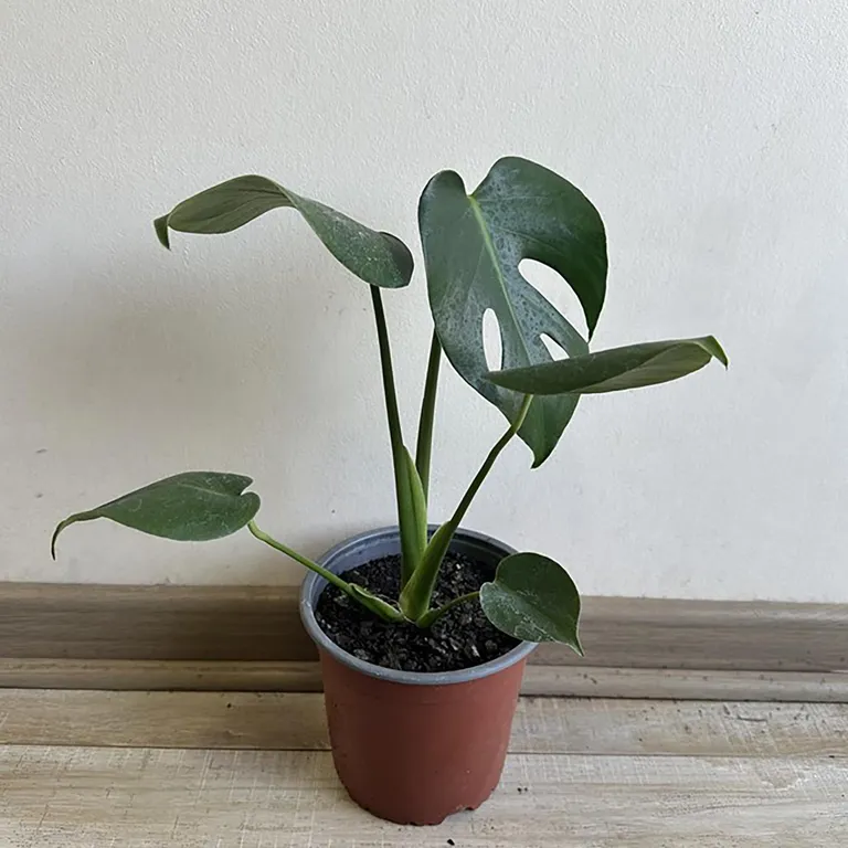 Monstera Deliciosa 25 cm Natural CT15