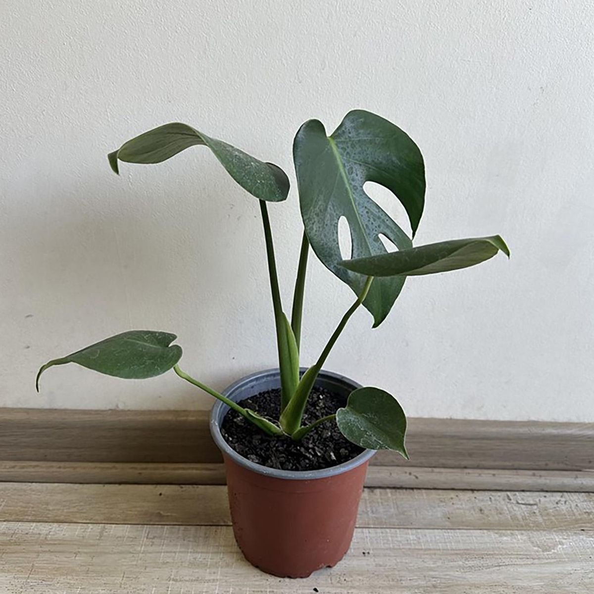 GENERICO - Monstera Deliciosa 25 cm Natural CT15