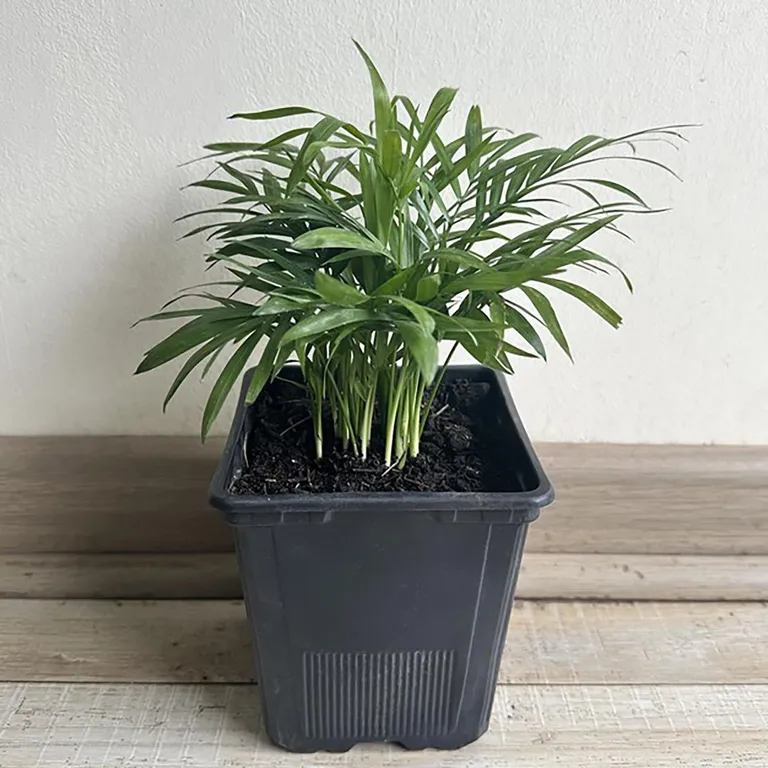 Chamaedorea 15 cm Natural CT11