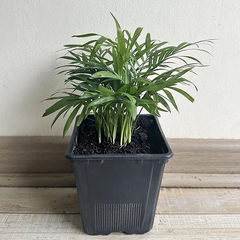  - Chamaedorea 15 cm Natural CT11