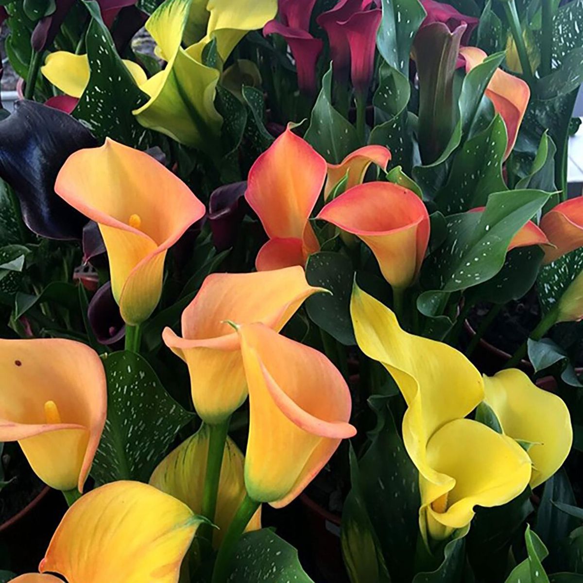  - Cala Enana 40 cm Natural CT15