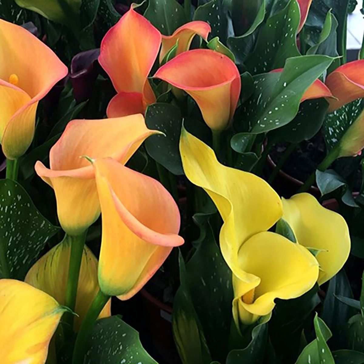  - Cala Enana 40 cm Natural CT15