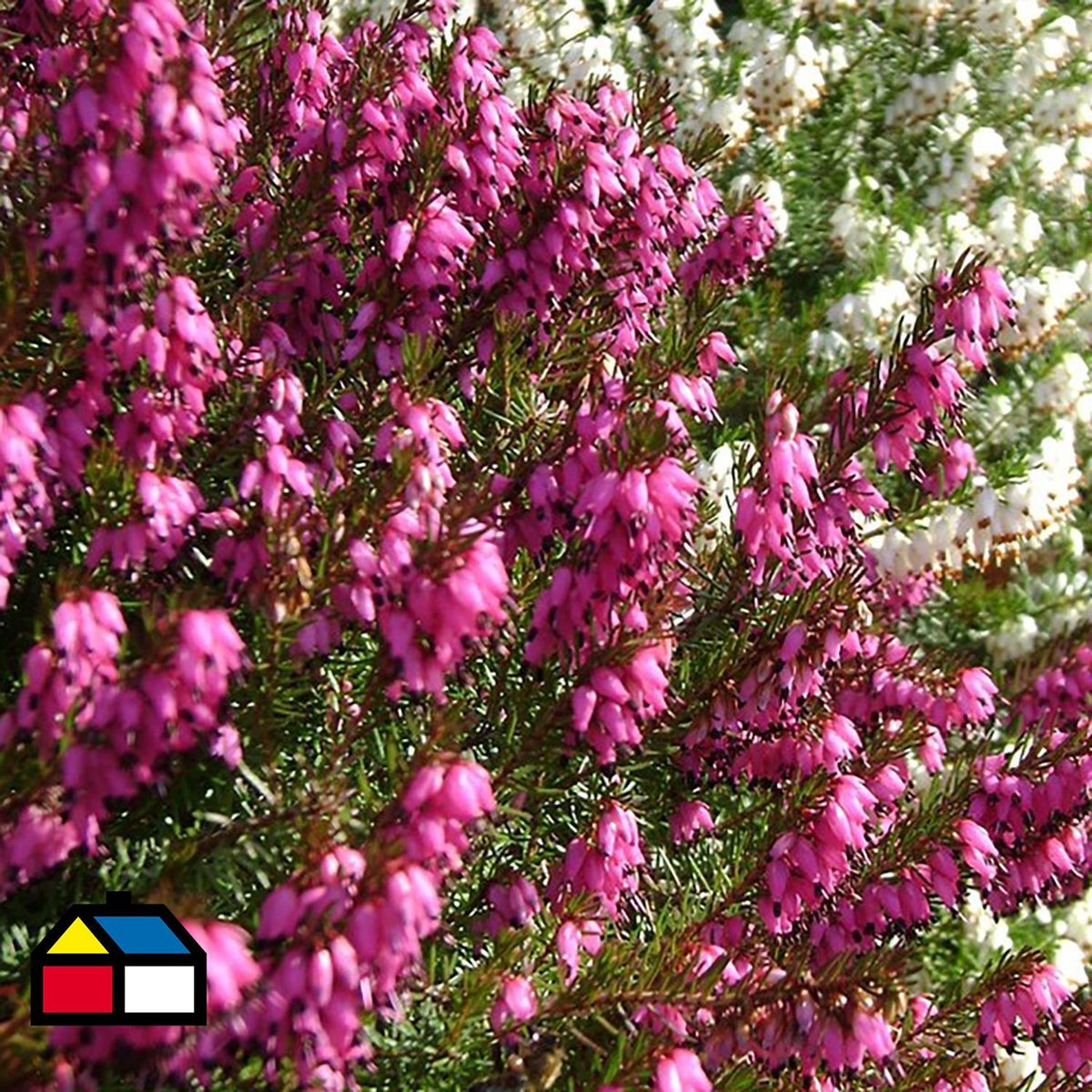  - Arbusto Erica invierno Natural 20 cm