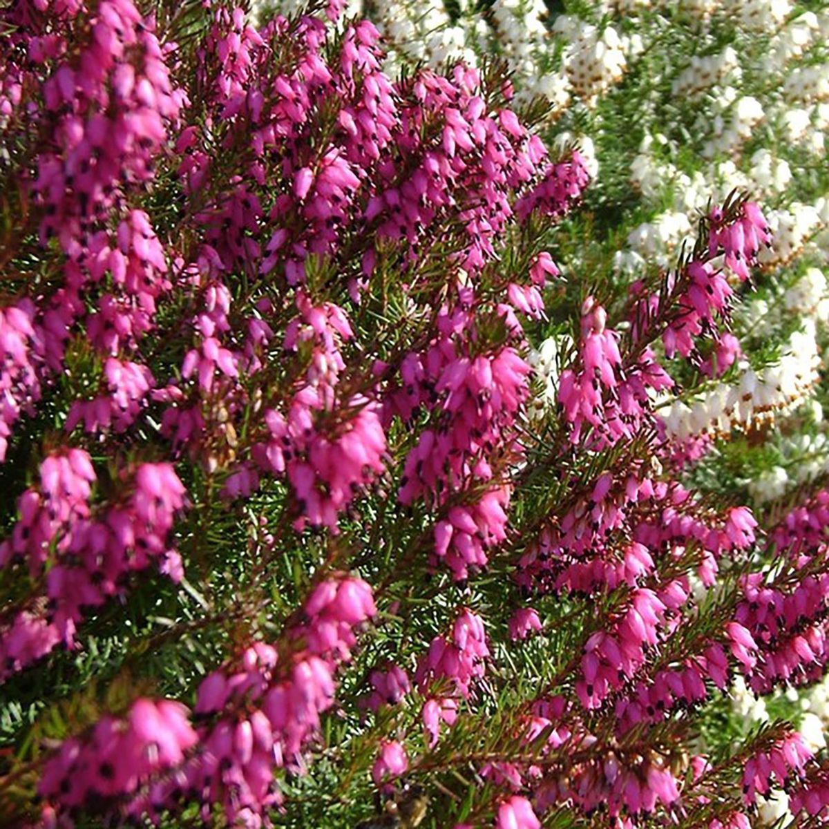  - Arbusto Erica invierno Natural 20 cm