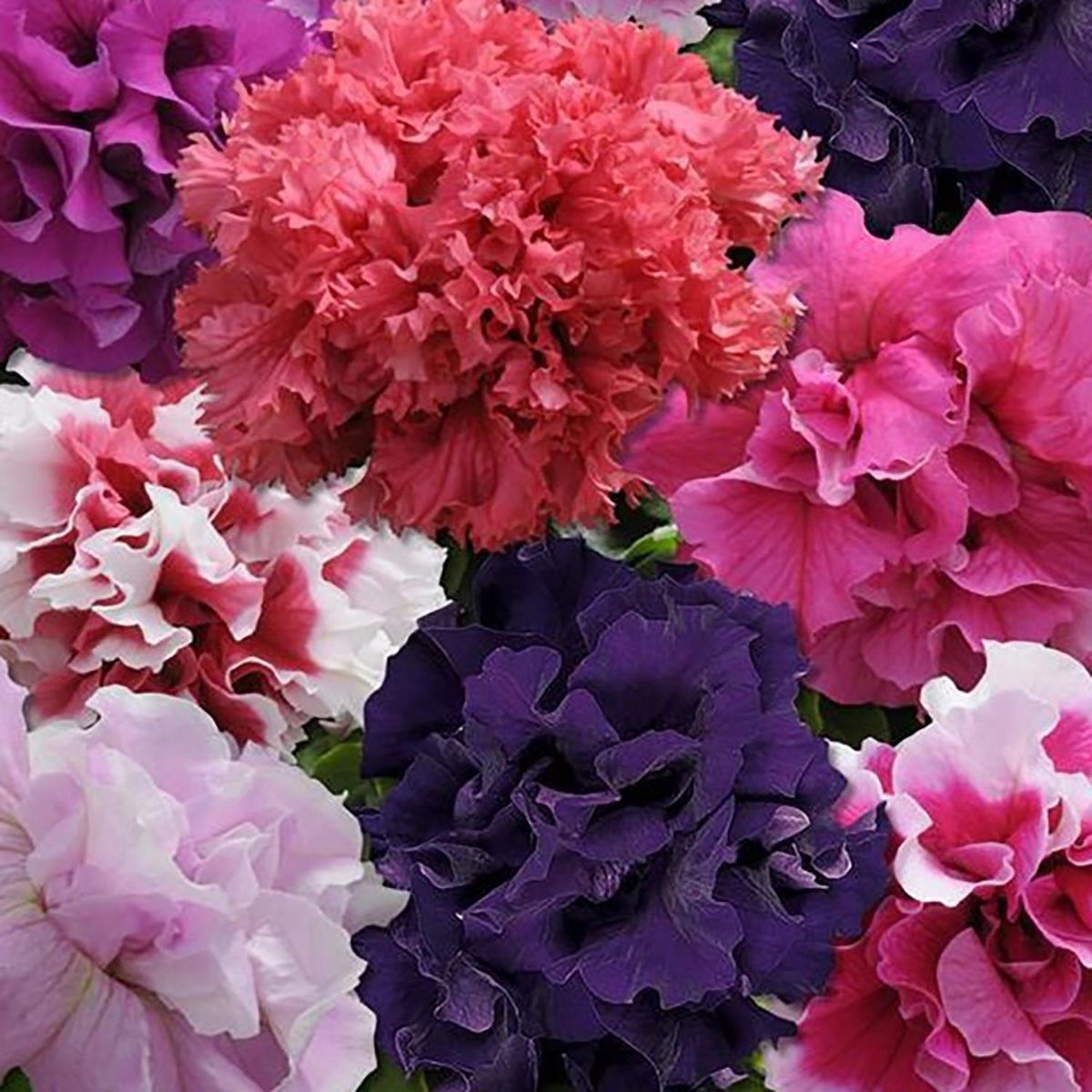  - Petunia Doble 20 cm Natural CT15