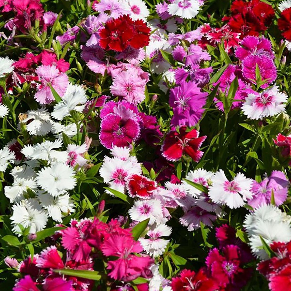  - Clavelina China 15 cm Natural CT12