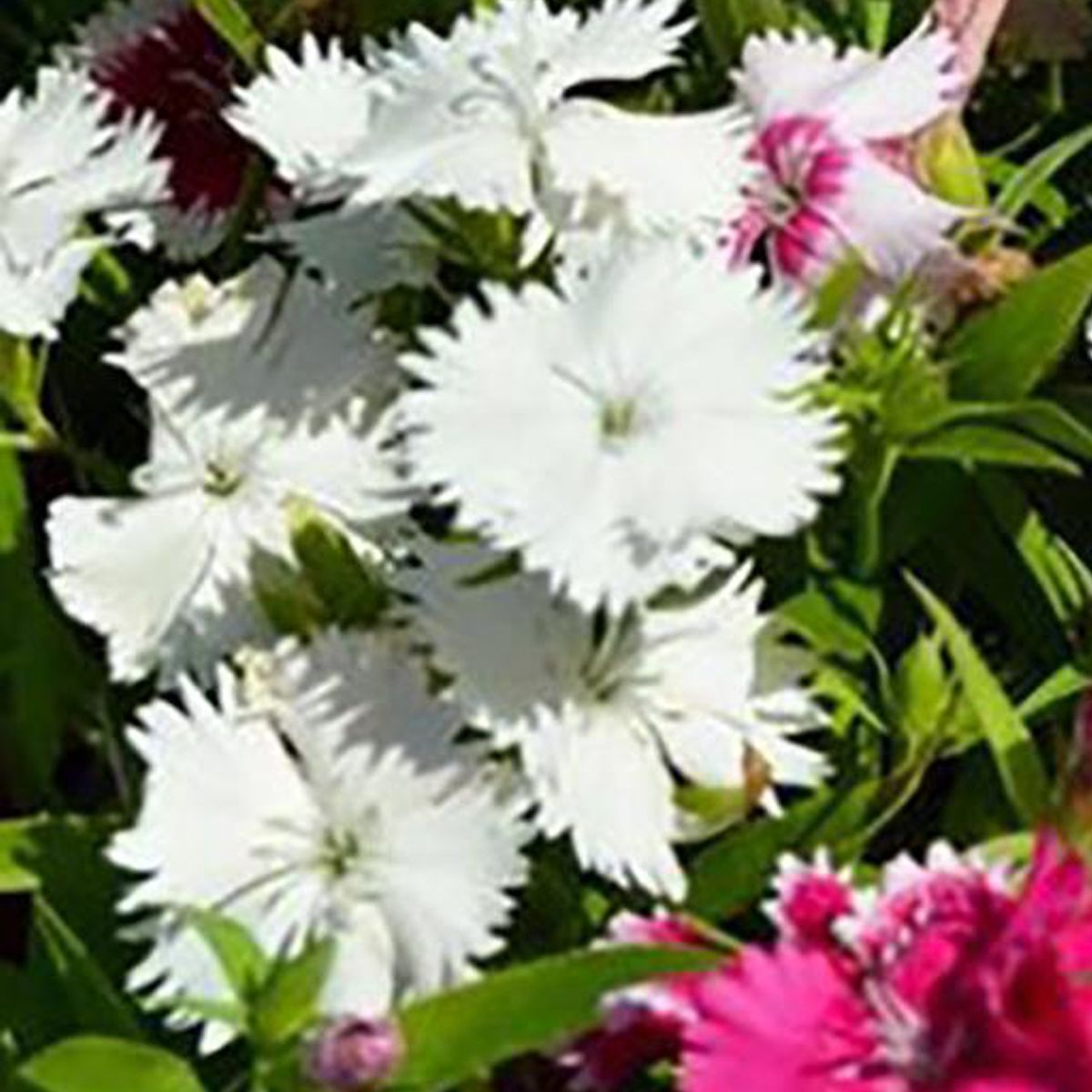  - Clavelina China 15 cm Natural CT12