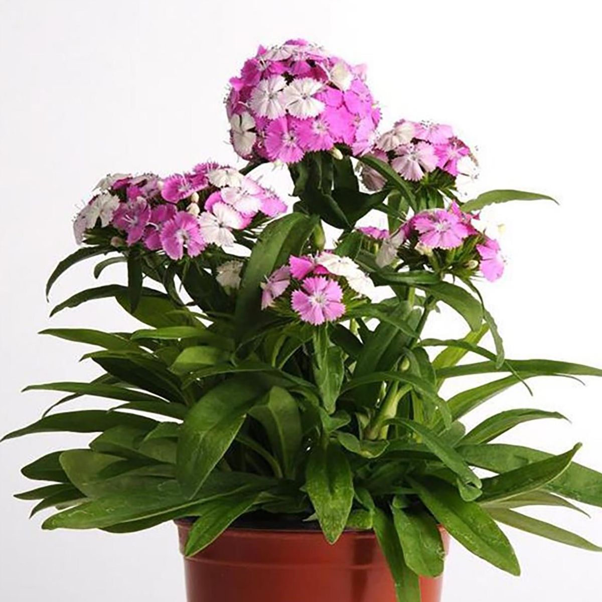  - Clavel Del Poeta 20 cm Natural CT15