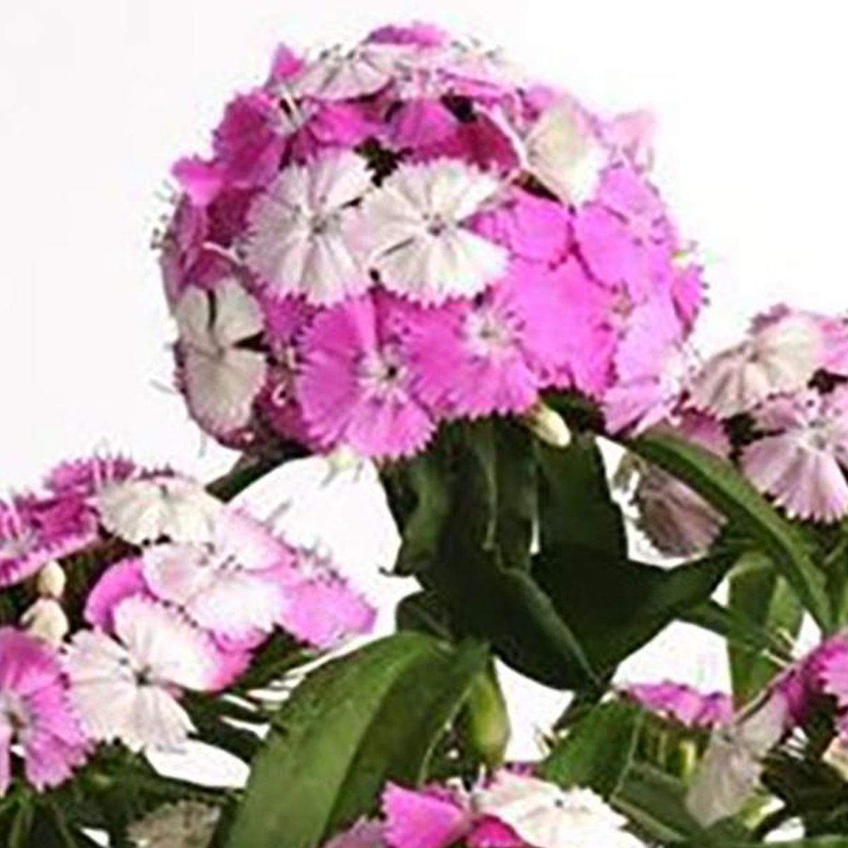  - Clavel Del Poeta 20 cm Natural CT15