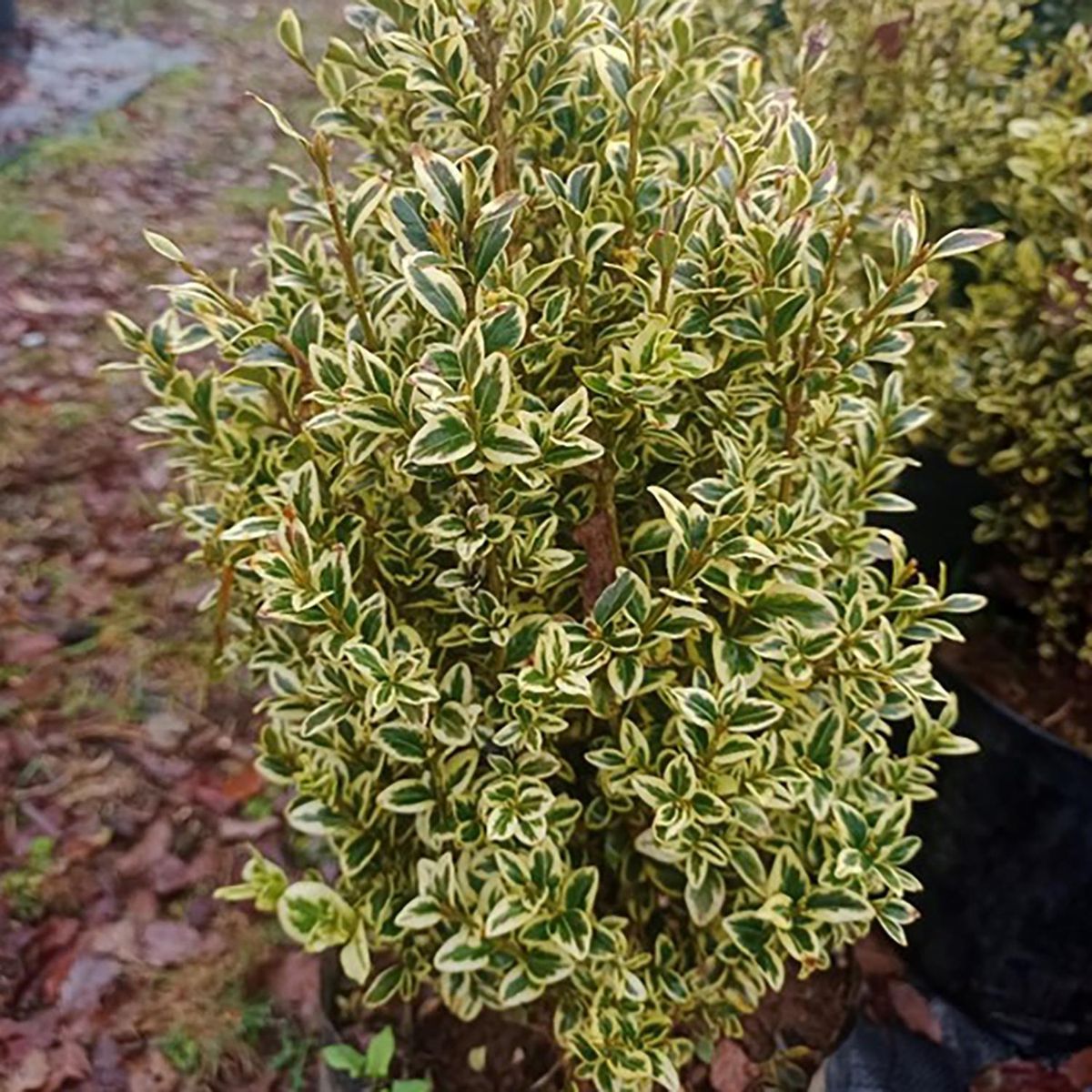 GENERICO - Arbusto Boj Variegado Natural 50 cm