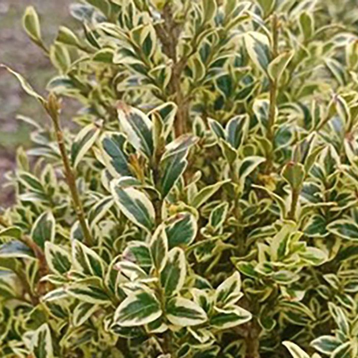 GENERICO - Arbusto Boj Variegado Natural 50 cm