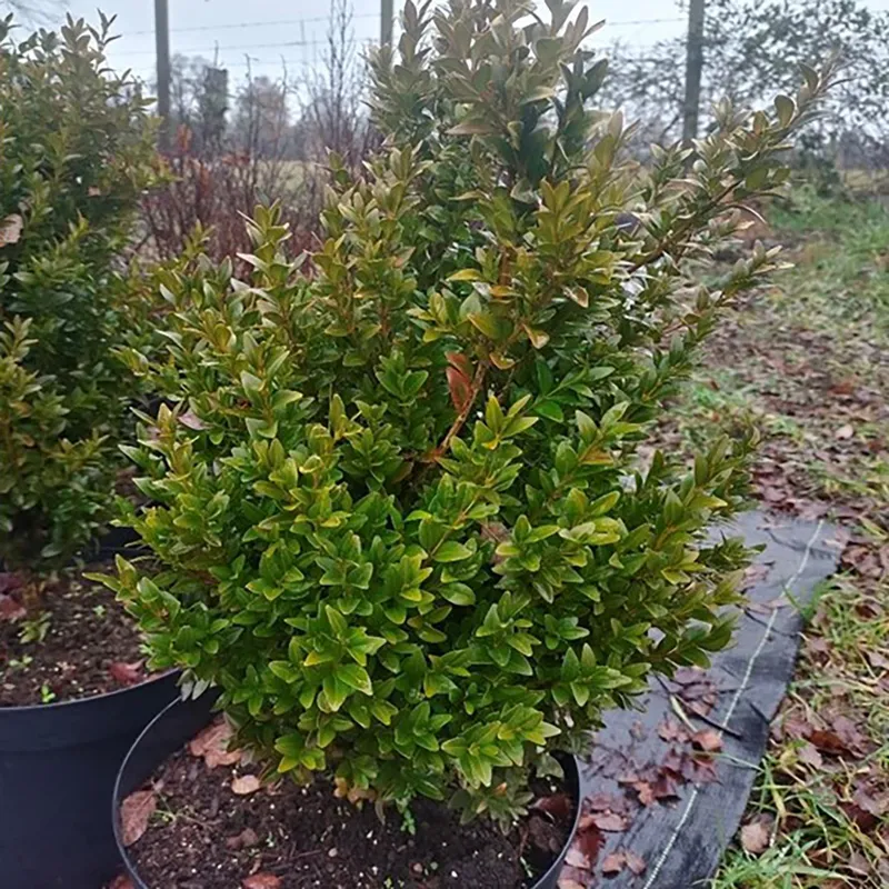 GENERICO - Arbusto Boj Verde Natural 50 cm