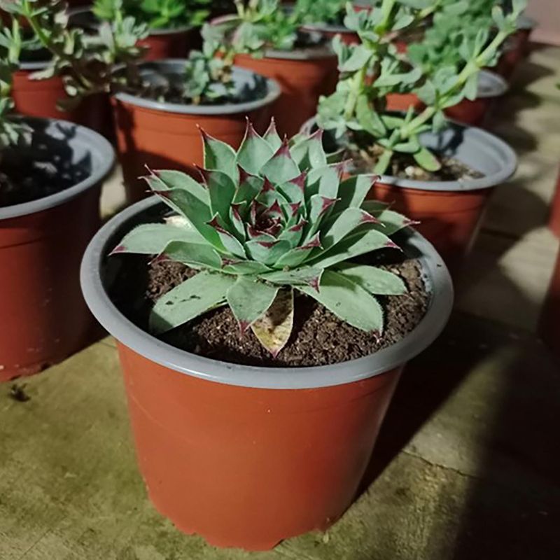  - Cactus y Suculentas 10 cm Natural CT10