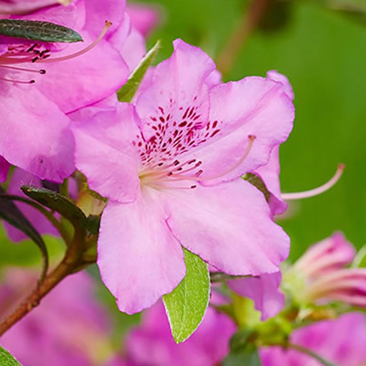  - Azalea Japonica Mix 25 cm Natural CT26