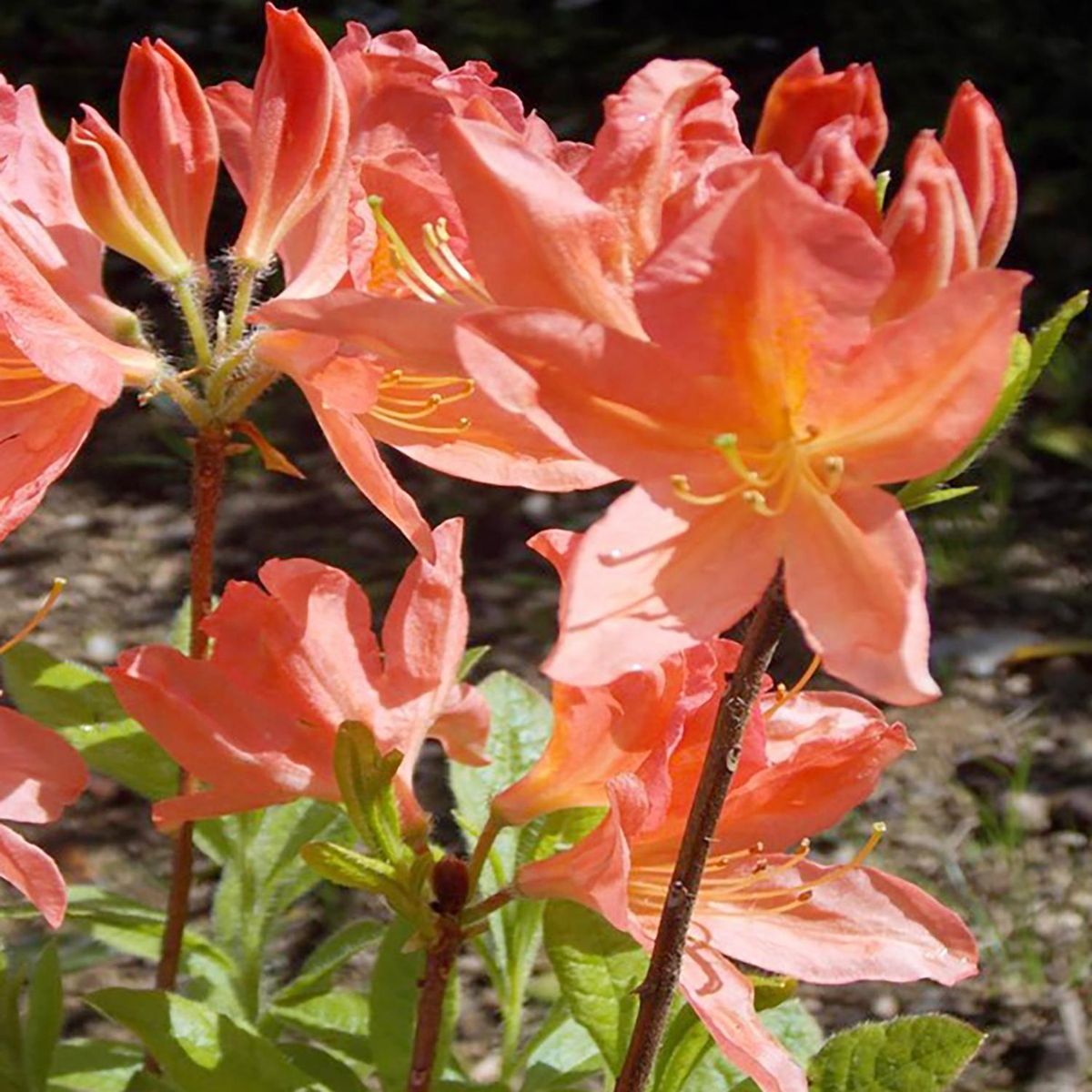  - Azalea Mollis 25 25 cm Natural CT26