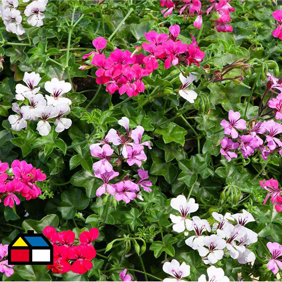 GENERICO - Ivy Geranium 15 cm Natural CT12
