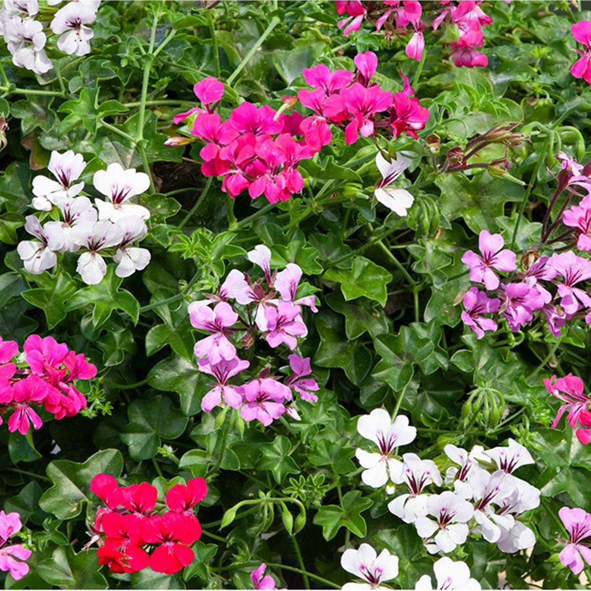GENERICO - Ivy Geranium 15 cm Natural CT12