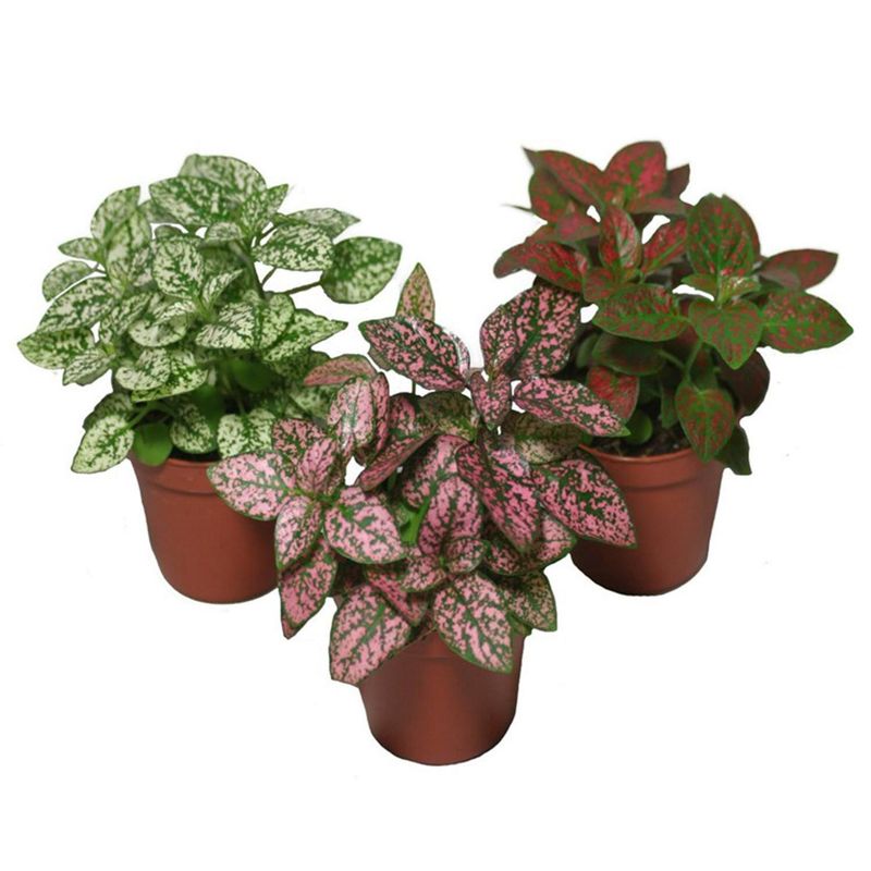  - Hoja De Sangre 15 cm Natural CT12