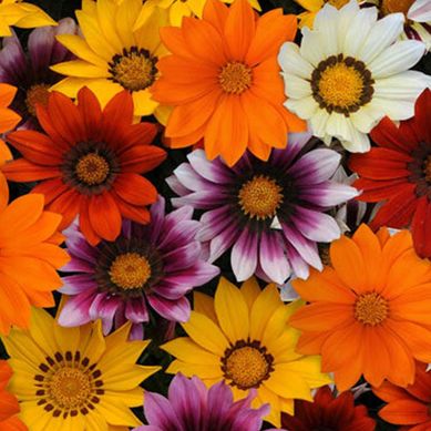 Gazania 20 cm CT12