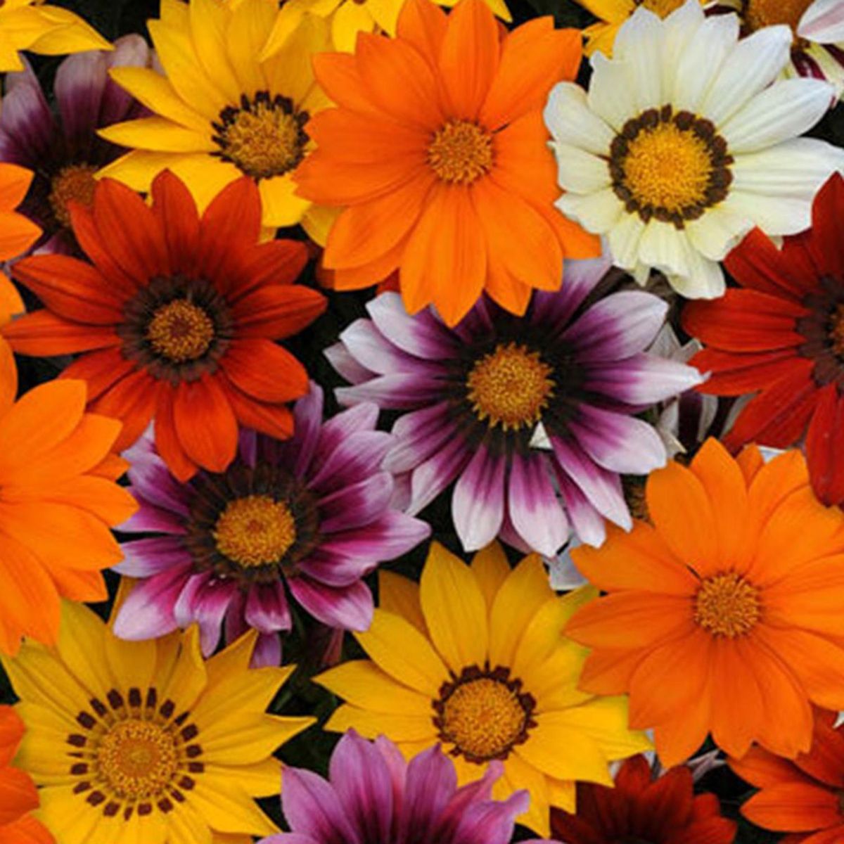  - Gazania 20 cm Natural CT12