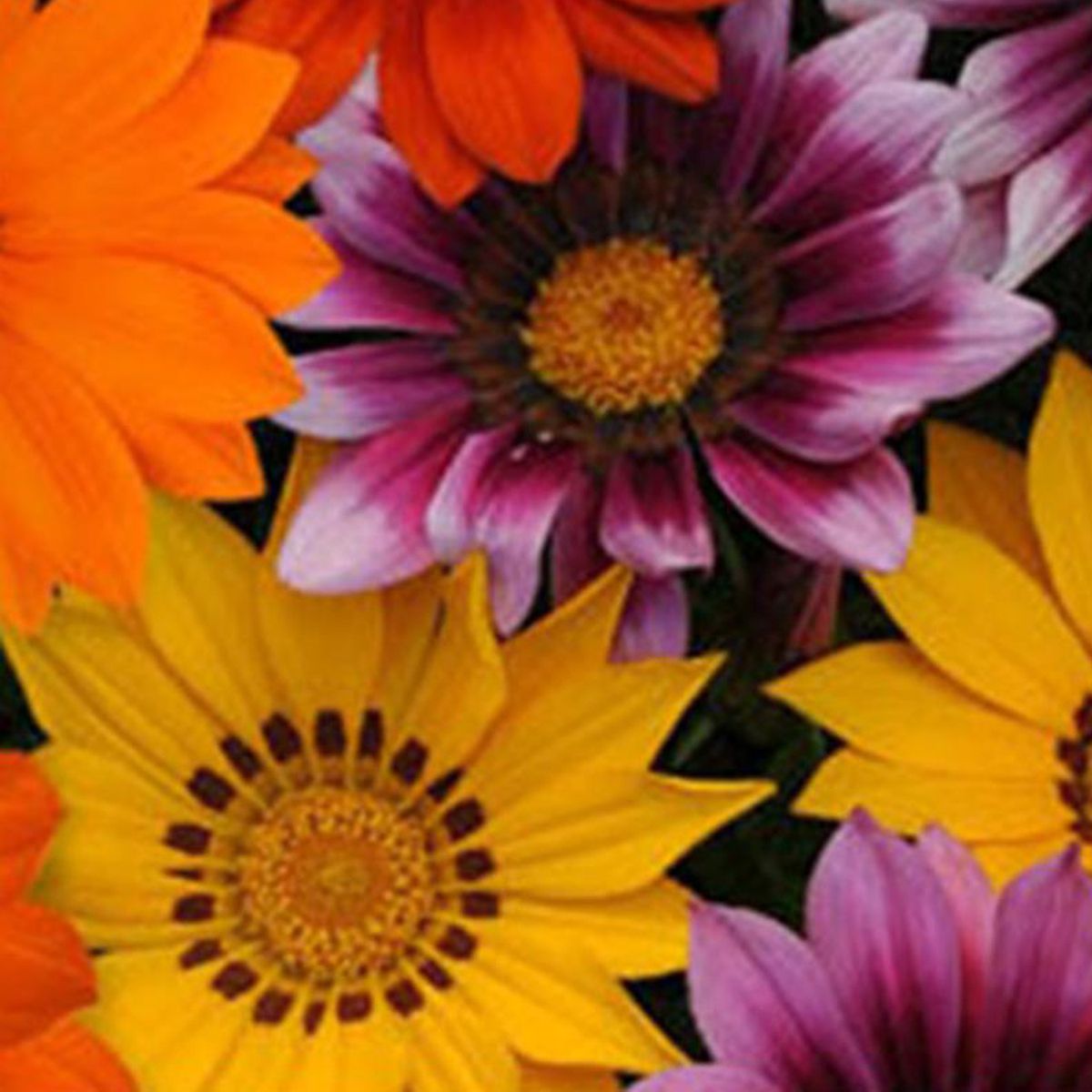  - Gazania 20 cm Natural CT12
