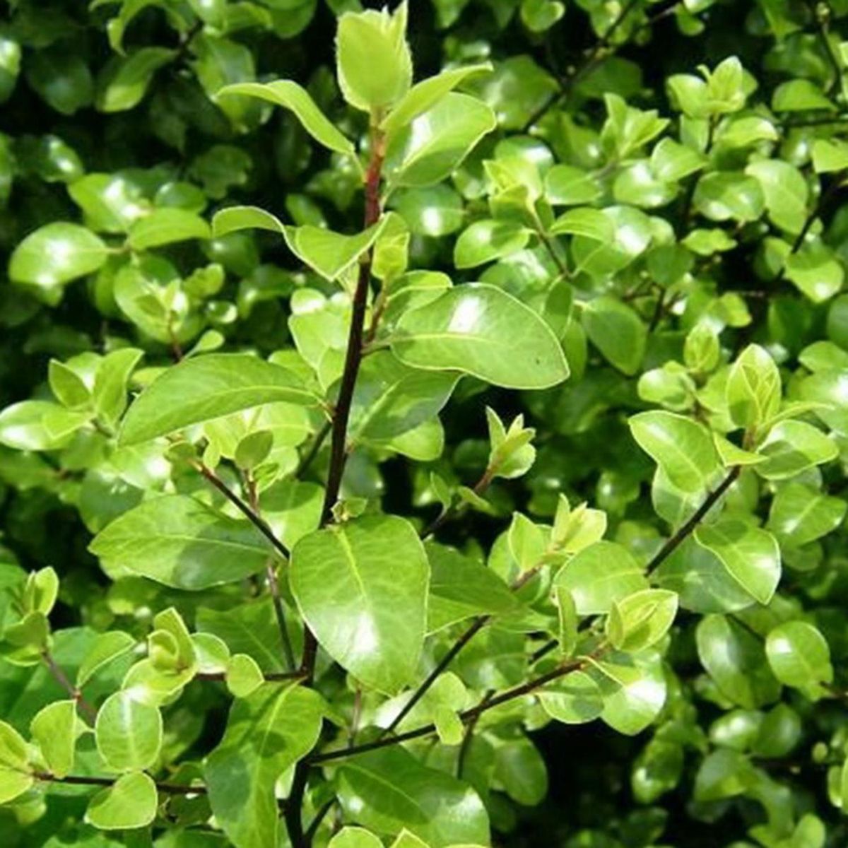 GENERICO - Arbusto Pitosporo Nigricans Natural 50 cm