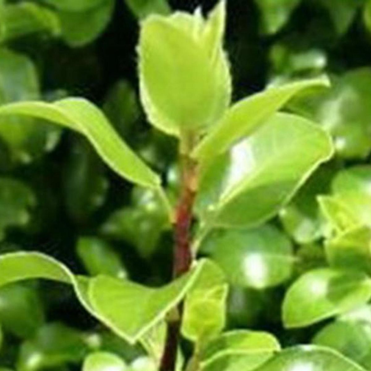 GENERICO - Arbusto Pitosporo Nigricans Natural 50 cm