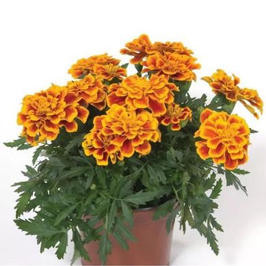 Clavelon 15 cm CT12